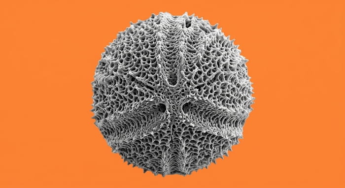 Granello di polline osservato al microscopio elettronico, utilizzato come traccia nella palinologia forense.